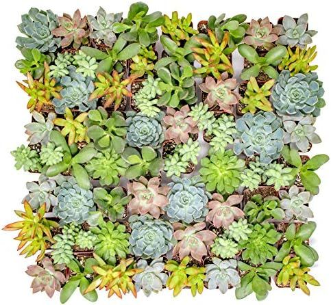 Altman Plants - Live Succulent Plants (64 Pack) Assorted Potted Succulents Plants Live House Plan... | Amazon (US)