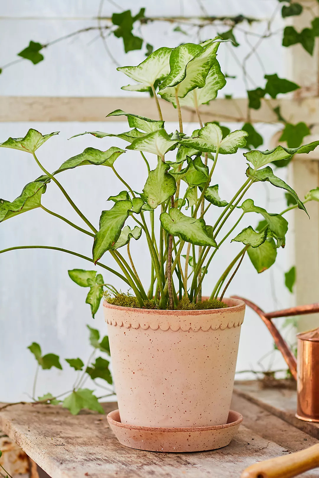 Bergs Scallop Pot + Saucer Set | Terrain
