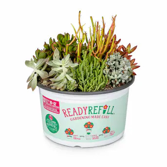 Lowe's Succulent in 1.5-Gallon (s) Pot | Lowe's