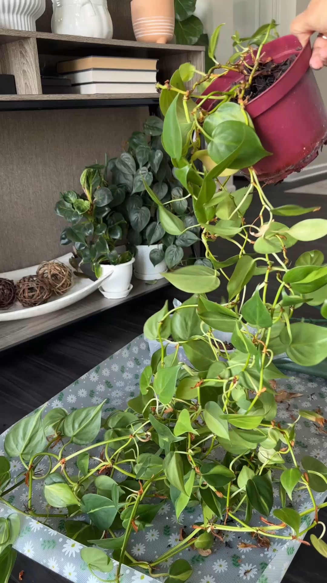 Remember my Philodendron Brasil wreath? Here’s what’s left of the mother plant! I just wound the remaining vines around my Twigs plant stakes and gave them a whole new look. 
#plantparent