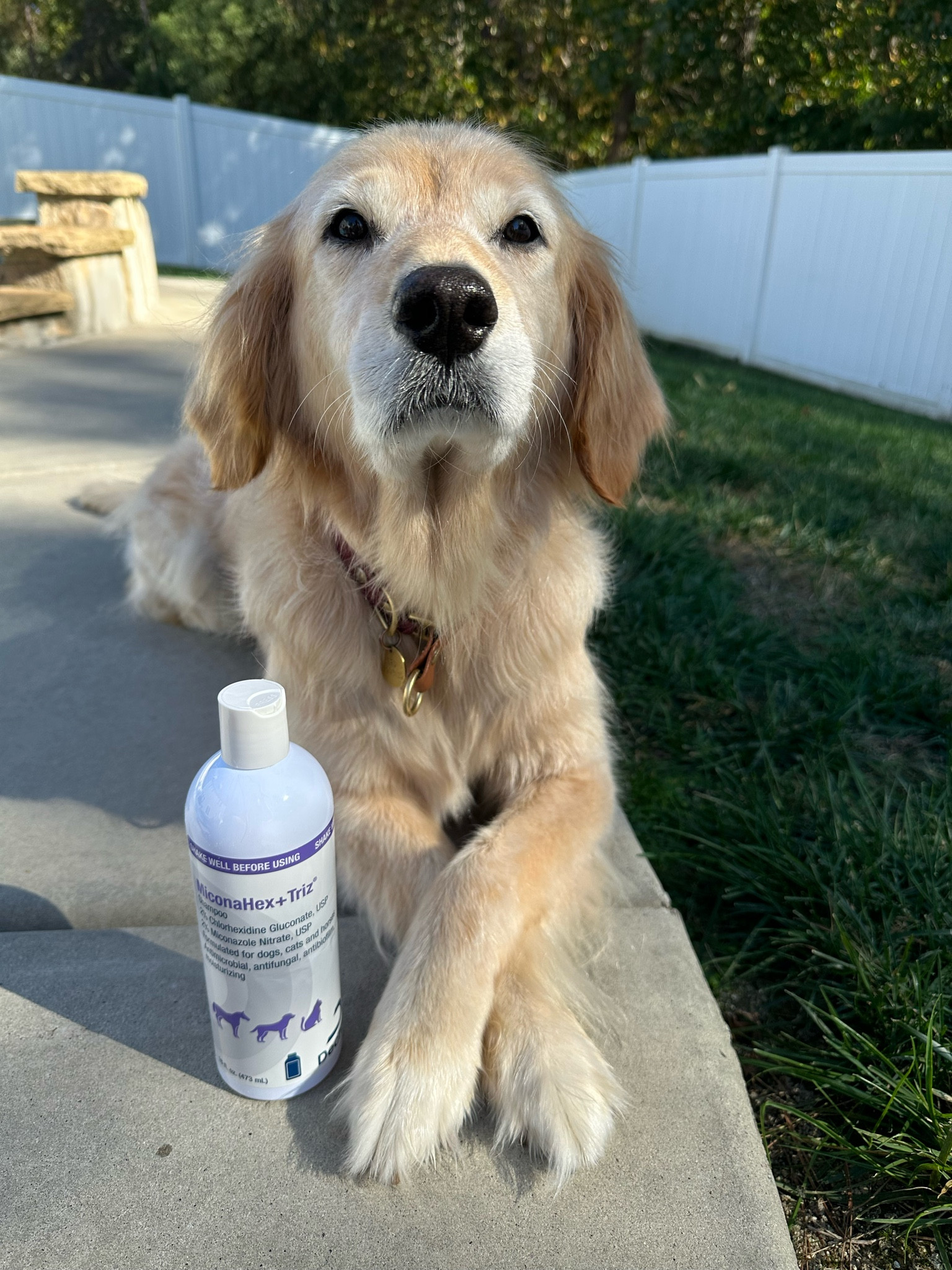 When Kit first came to the US, she struggled with yeast. This shampoo helped her get rid of the nasty, itchy yeast to give her a fresh start with her new life. #LTKpets #LTKdogs #yeast
