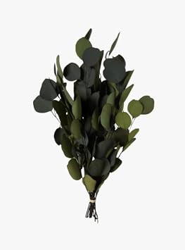 Preserved Eucalyptus | Amazon (US)