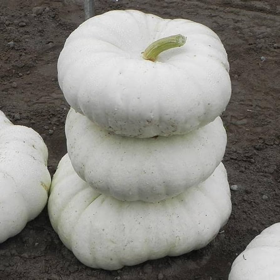 White Flat Stacker Pumpkin Seeds for Planting (10 Seeds) | Amazon (US)