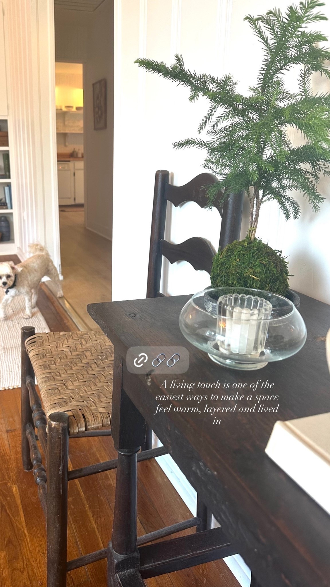 A living touch is one of the easiest ways to make a space feel warm, layered and lived in
@Bloomist

#LTKdayinmylife #LTKHome
