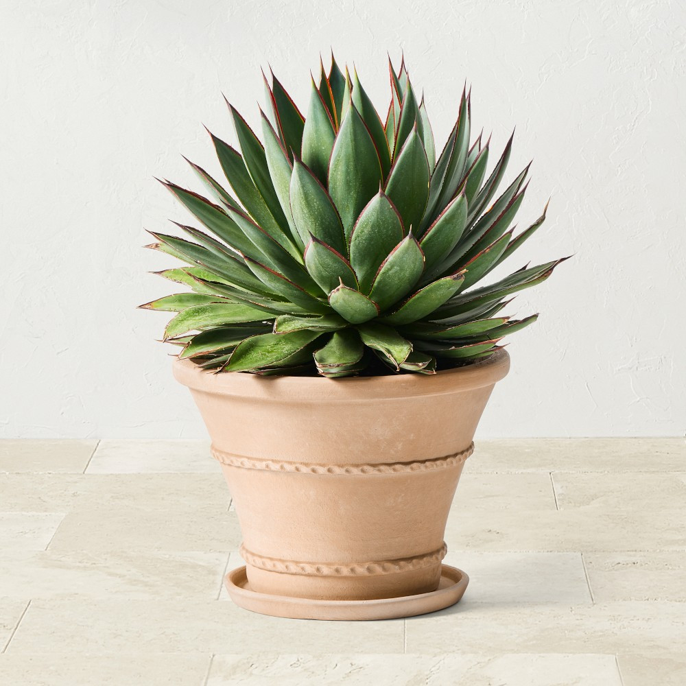 Williams Sonoma Terracotta Rope Planter | Williams-Sonoma