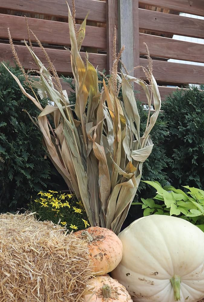 Dried Corn Stalk Bundle - Perfect for Fall and Halloween Decorating (1 Bundle, 48") | Amazon (US)