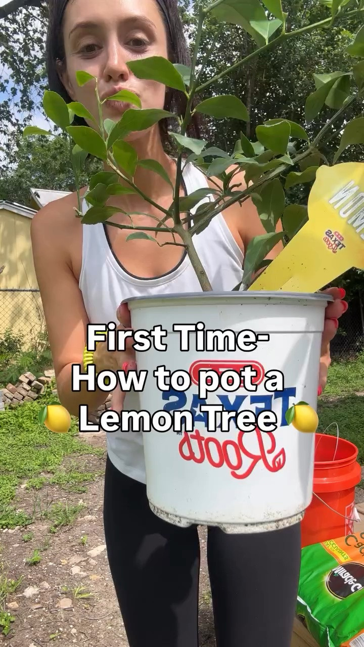 First time potting a lemon tree in Austin,TX 

It’s so exciting knowing I can potentially grow things in my backyard! I’m going to wait and see how this goes before I overcommit to any more fruit trees. Everyone online has different strategies so I’m just sharing what I did and praying it all works out! 

Drop any and all lemon tree tips in the comments! 🍋 I need the help! 

#yardmakeover #homeandgarden #atx #lemontree #atxgardening