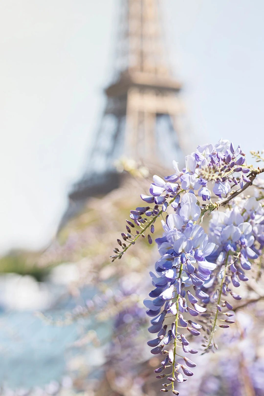 Paris Photography Eiffel Tower With Wisteria Blossoms - Etsy | Etsy (US)