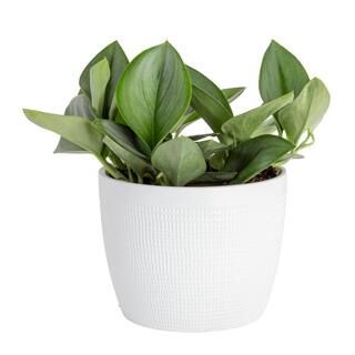Costa Farms Trending Tropicals Sterling Silver Plant in 6 in. White Ceramic Pot CO.3.STERSIL.TT ... | The Home Depot