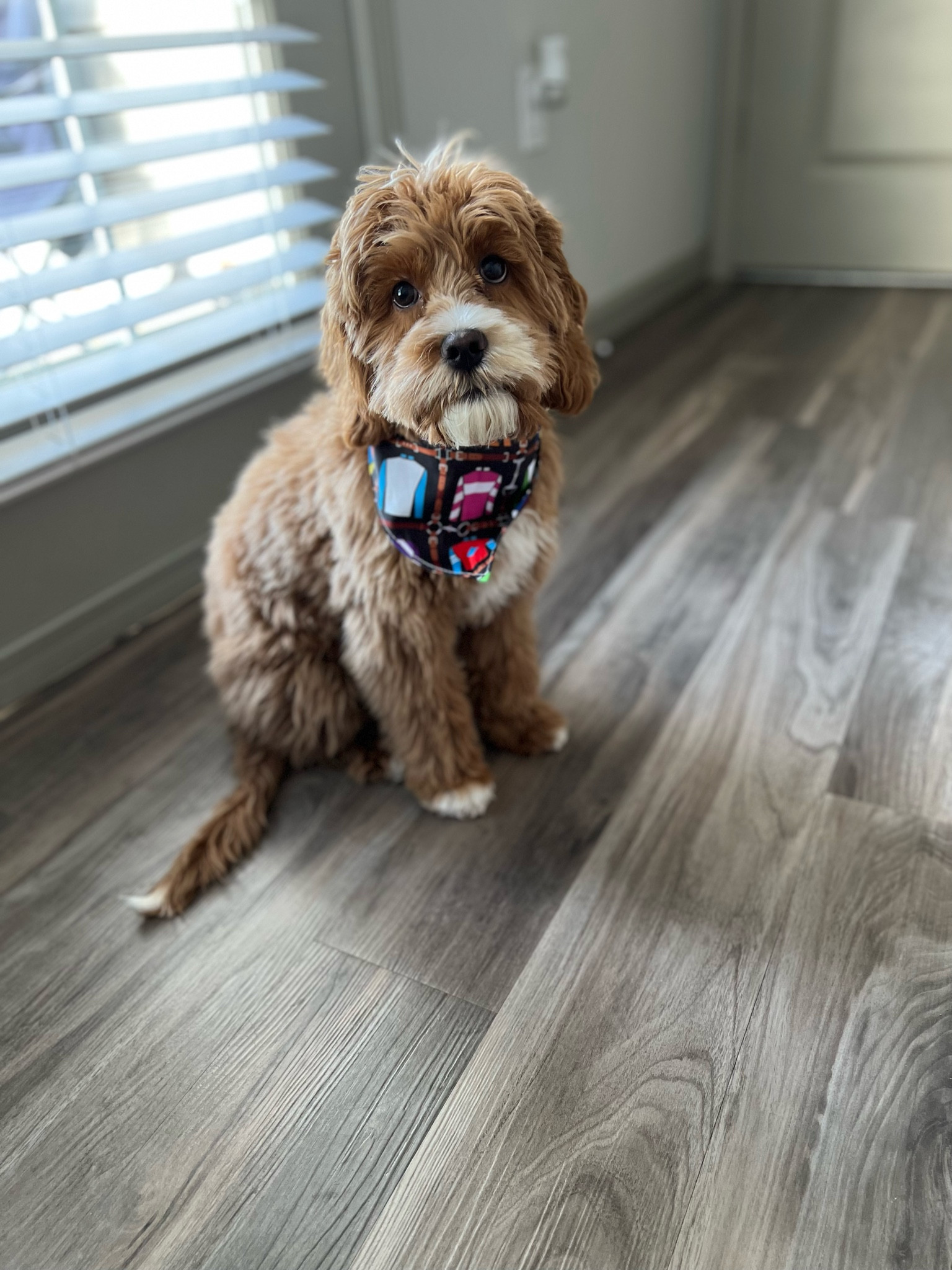 Murphy ♥️

derby, dog, puppy, bandana, cockapoo, cocker spaniel, poodle 

#LTKstyletip #LTKsalealert #LTKunder50