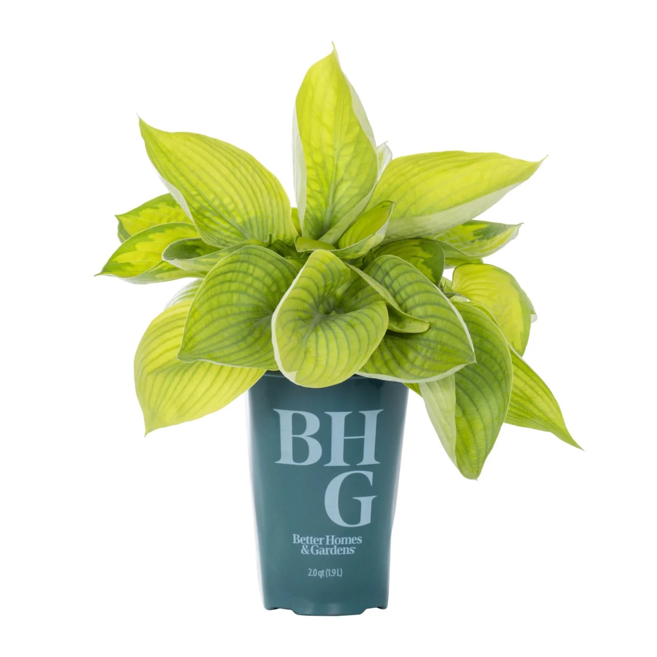 Better Homes & Gardens 2QT Multicolor Hosta Rainforest Sunrise Live Perennial Plant Shade | Walmart (US)