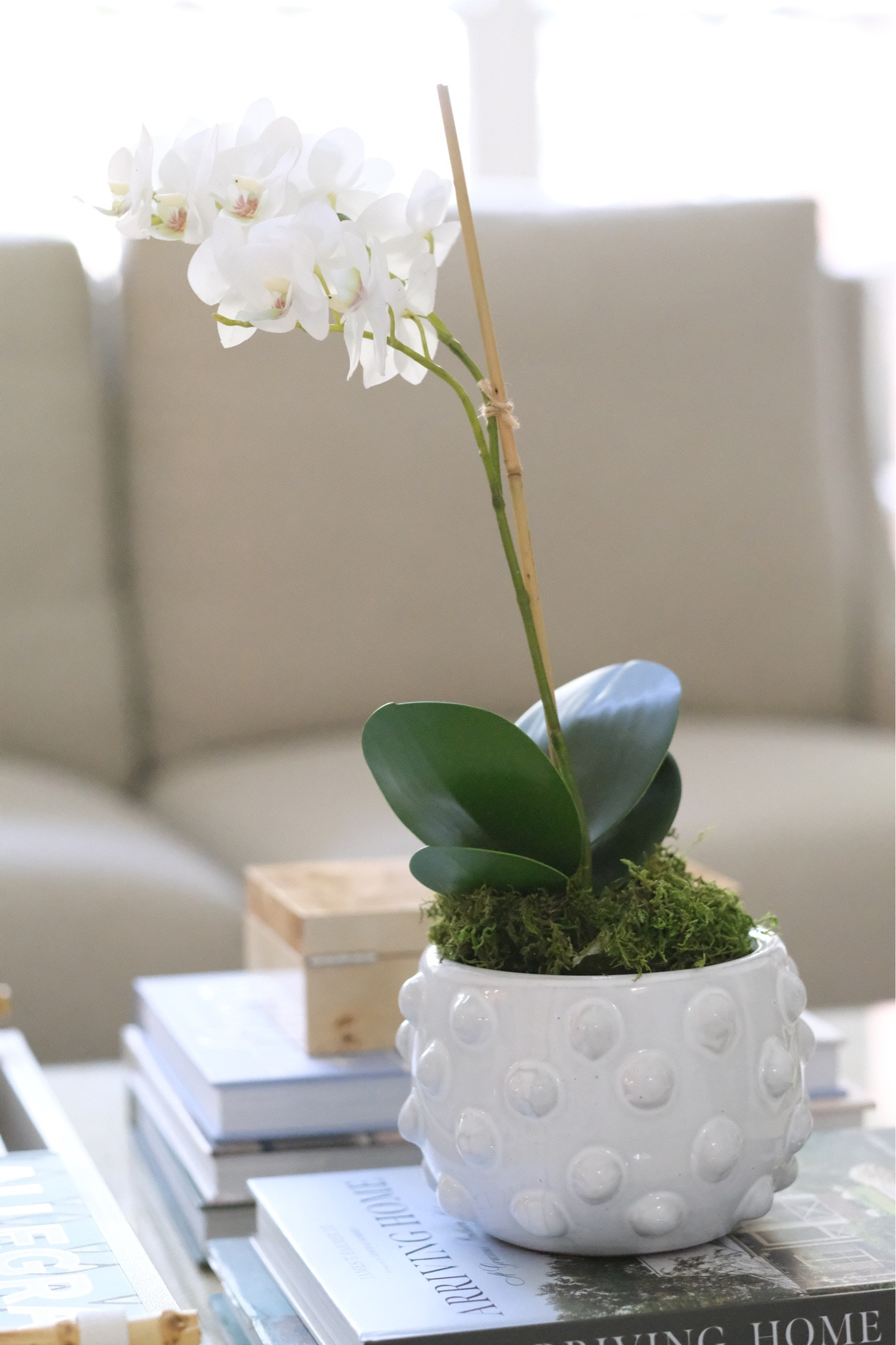 Coffee table styling and home decor accents 🌳

Faux floral potted flower plant white bubble pot hobnail console scalloped console table gray bamboo burl wood box 

#LTKFind #LTKunder50 #LTKhome