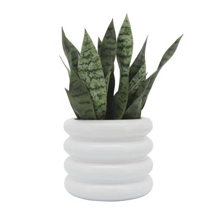 Bibendum Planter - Contemporary Ceramic Ridged Planter for Indoor or Outdoor Plants and Succulent... | Wayfair North America