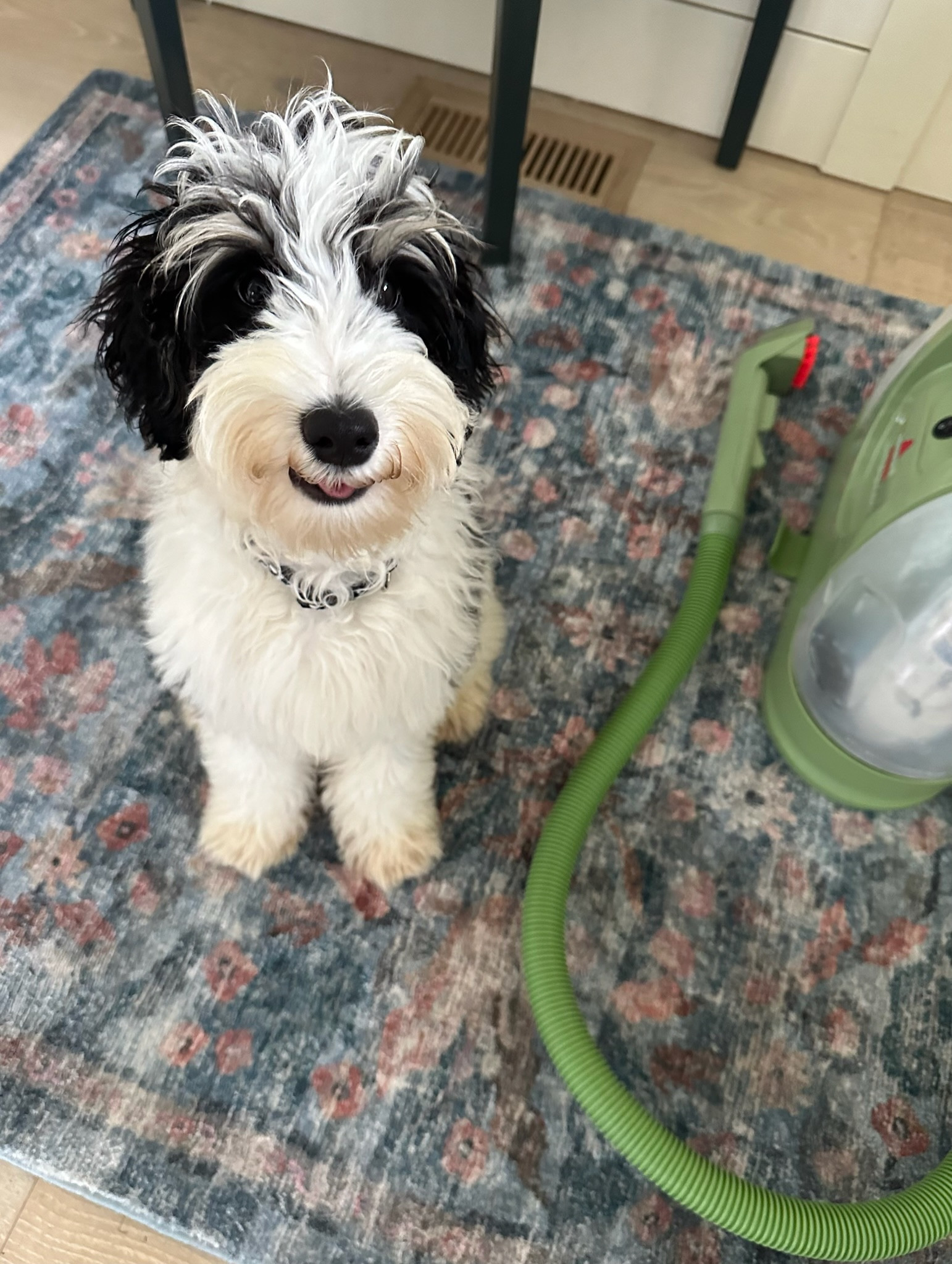 My favorite carpet and upholstery cleaning gadget on sale for prime day! 

With a new puppy, we do a lot of cleaning! Finnegan is making good progress with his potty training, but we still have had a few accidents. It is understandable, he’s still little and just learning.
I have to say, this little gadget is a MUST HAVE if you have a puppy.

Grab the upholstery + carpet cleaner I love on sale, last day!

#LTKHome #LTKSaleAlert #LTKxPrimeDay