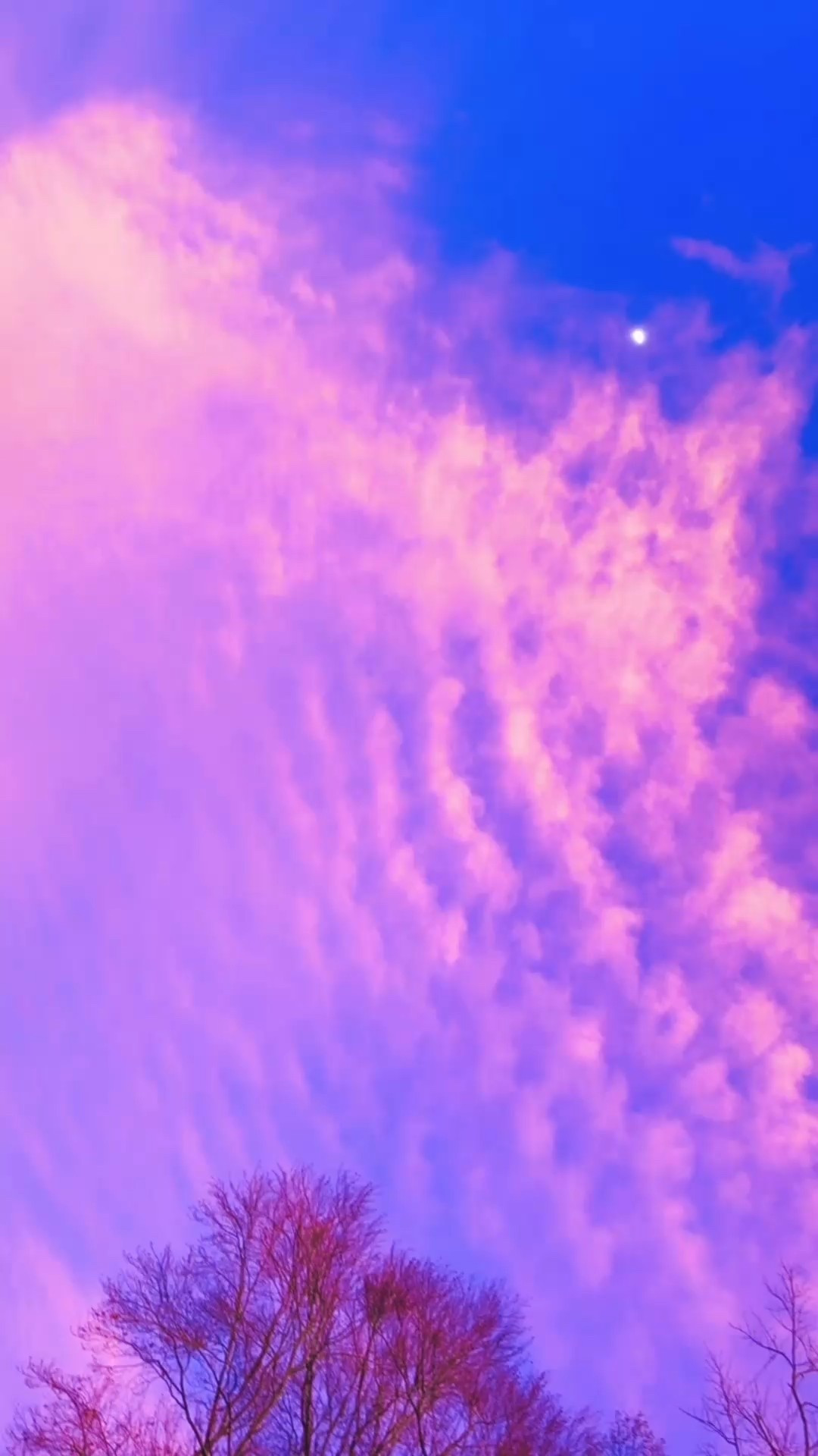 a frosty chilly december morning ❄️🐓🌄 