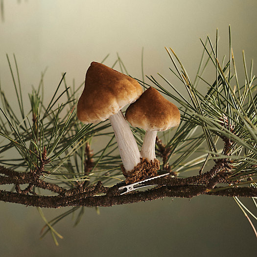 Mushroom Velvet Clip Ornament | Terrain