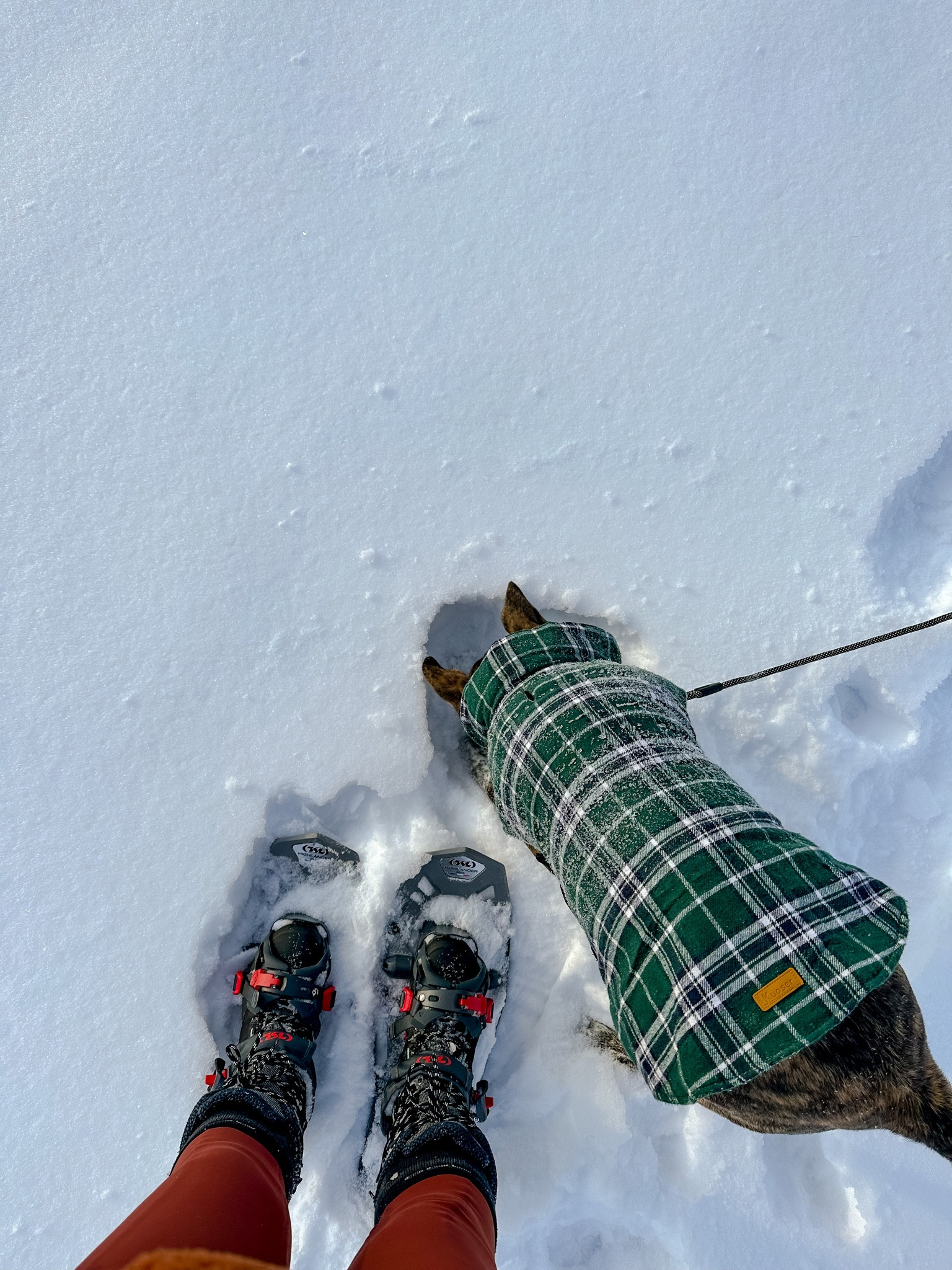 Olive’s winter gear linked! 

Dog gear dog coat dog leash 

#LTKunder50 #LTKSeasonal #LTKfit