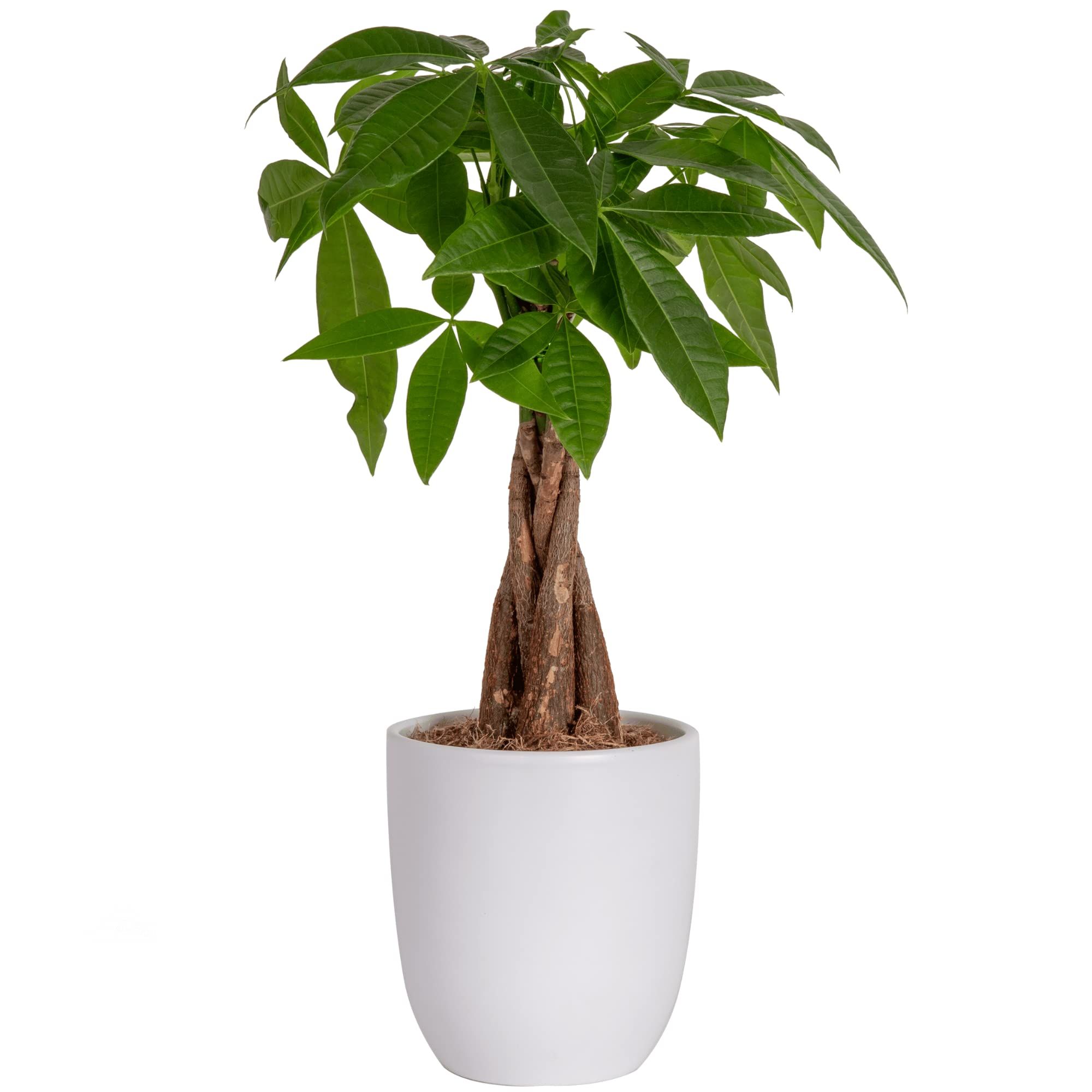 Costa Farms Money Tree, Easy Care Indoor Plant, Live Houseplant in Ceramic Planter Pot, Bonsai Po... | Amazon (US)