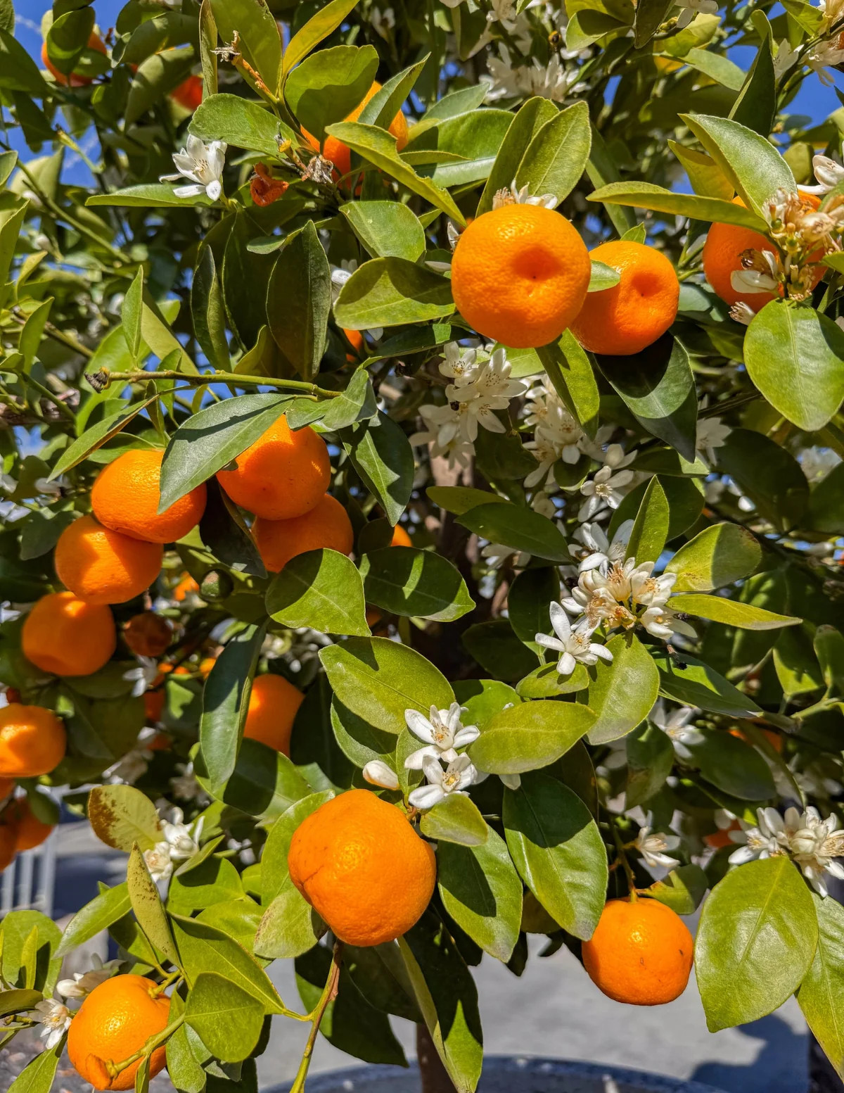 Owari Satsuma Tree | The Sill