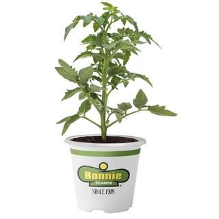 Bonnie Plants 11.8 oz. Tomato-Husky Cherry Red-0215 - The Home Depot | The Home Depot