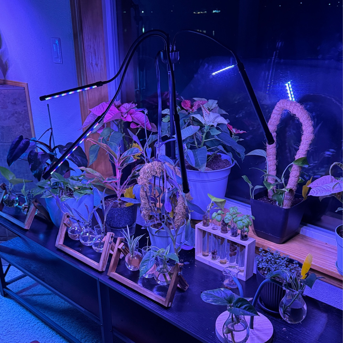 My little growing station 
#plants #propagation 