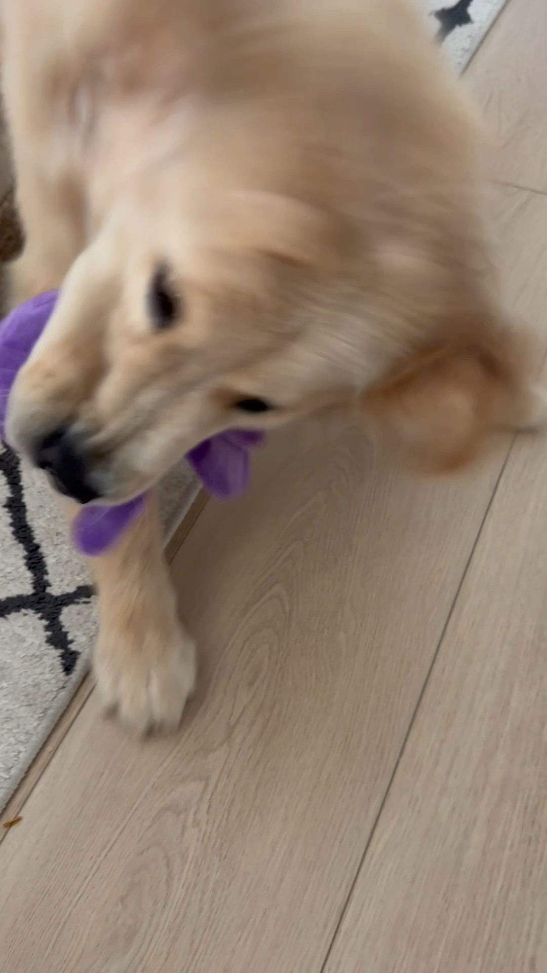 Barkbox is now co-owned by dogs! Shuri is taking her new position very seriously. #ad #BarkPartner #BarkCoOwned #shopdog @barkbox

#LTKFamily #LTKPets
