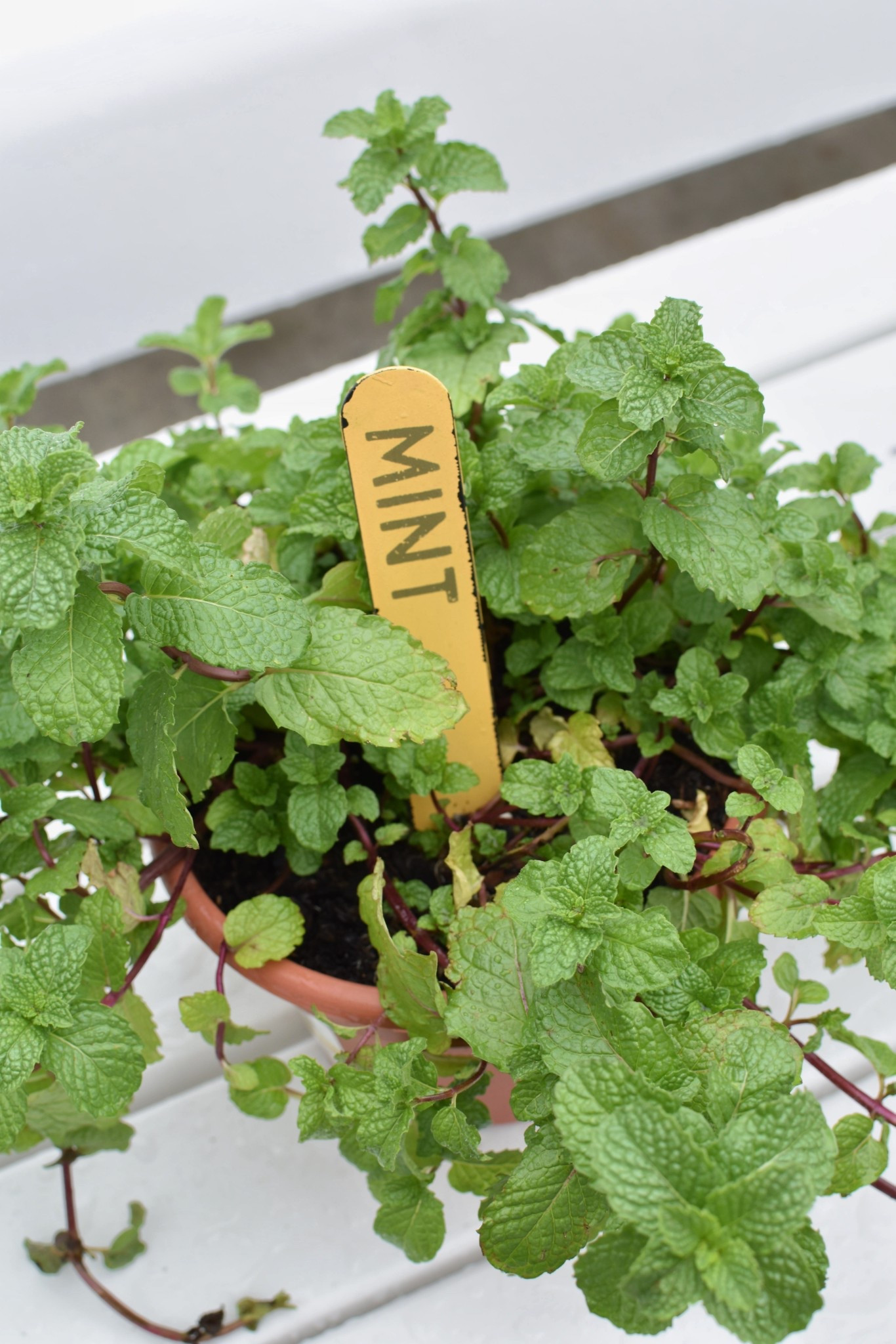 I’m loving these herb markers from Amazon! I wanted to find a set that were made of metal so they will hopefully last in the elements. 

#LTKHome #LTKActive #LTKSeasonal