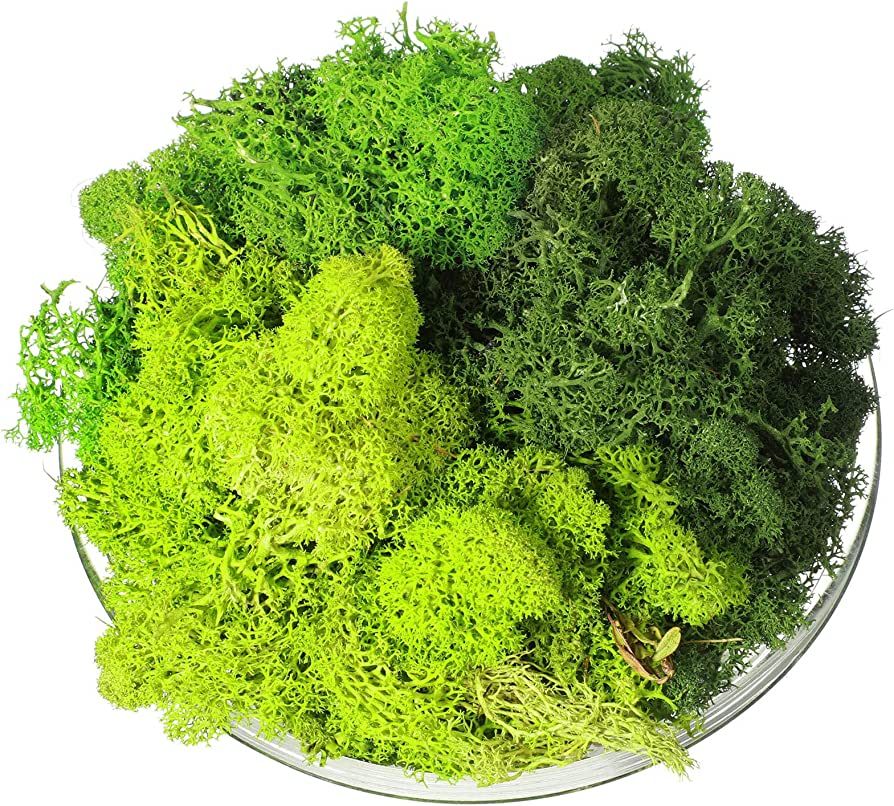 9 OZ Moss Green Preserved Artificial Decorative Moss Faux 3 Colors Mix Garden Dried Floral Forest... | Amazon (US)