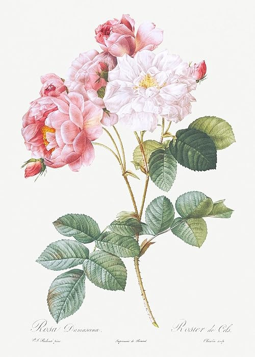 Eurisko Studios Botanical Plant Print - Rosa damascena (Rosebush) by Pierre Joseph Redoute Art Pr... | Amazon (US)