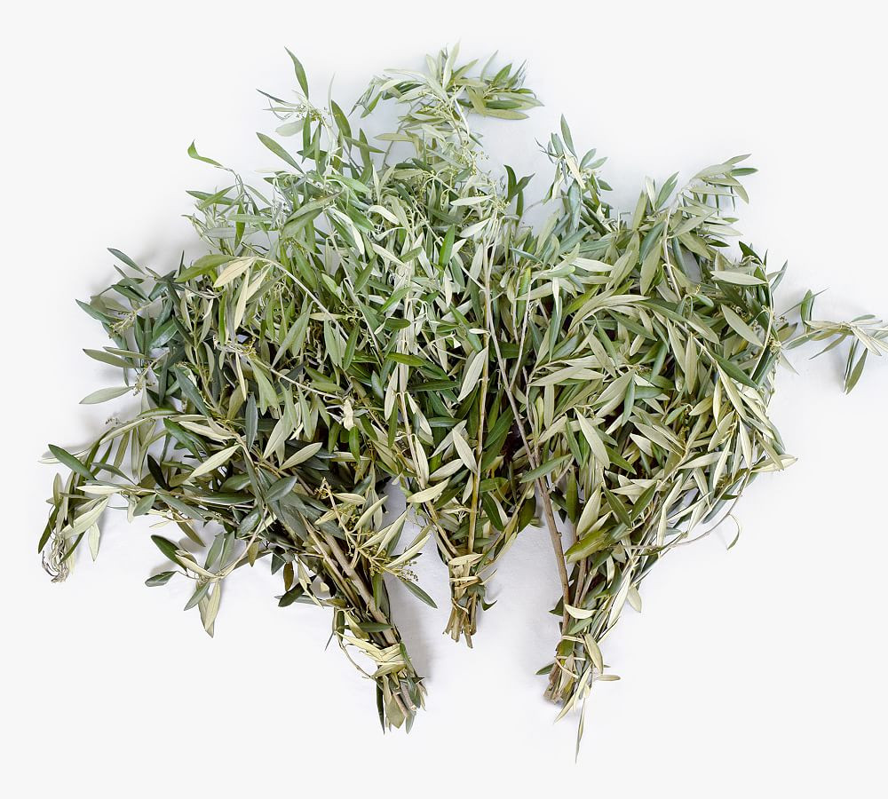 Live Olive Leaves Bunches | Pottery Barn (US)