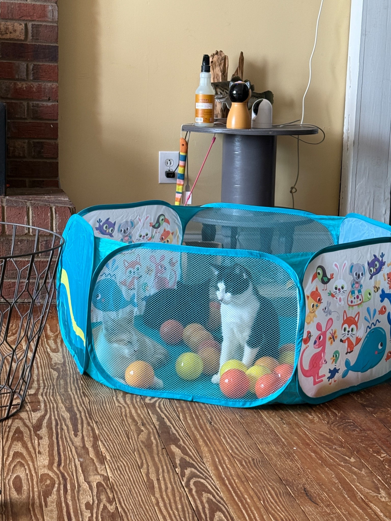 Our cats love their new ball pit! They play in it and take naps.  It pops up so it’s easy to take down and comes with a bag for the balls.

#LTKPets #LTKHome #LTKFamily