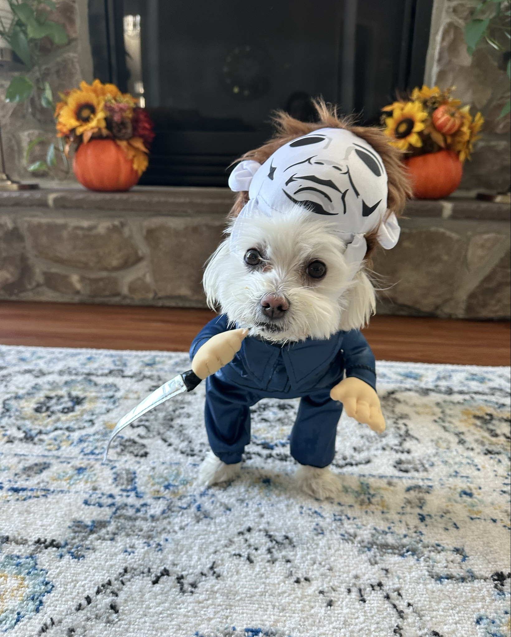 Cutest Michael Myers I ever did see 

#LTKPets #LTKSeasonal #LTKHalloween