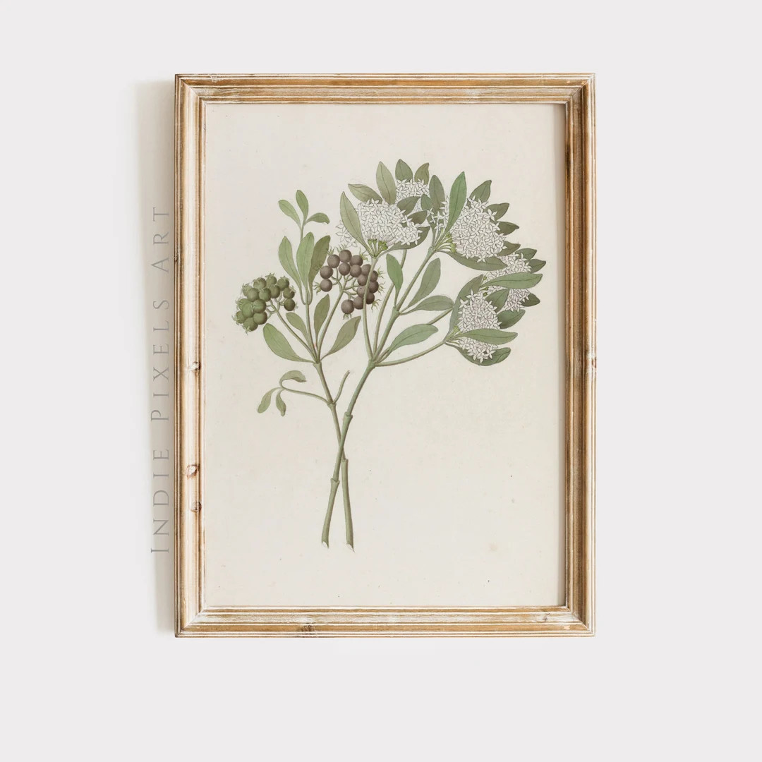 Sage Green Botanical Vintage Print Country Kitchen Decor Sage Green European Living Room Spring D... | Etsy (US)
