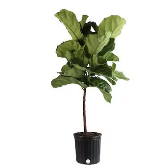 Costa Farms Fiddle Leaf Fig House Plant in 10-in Pot | Lowe's