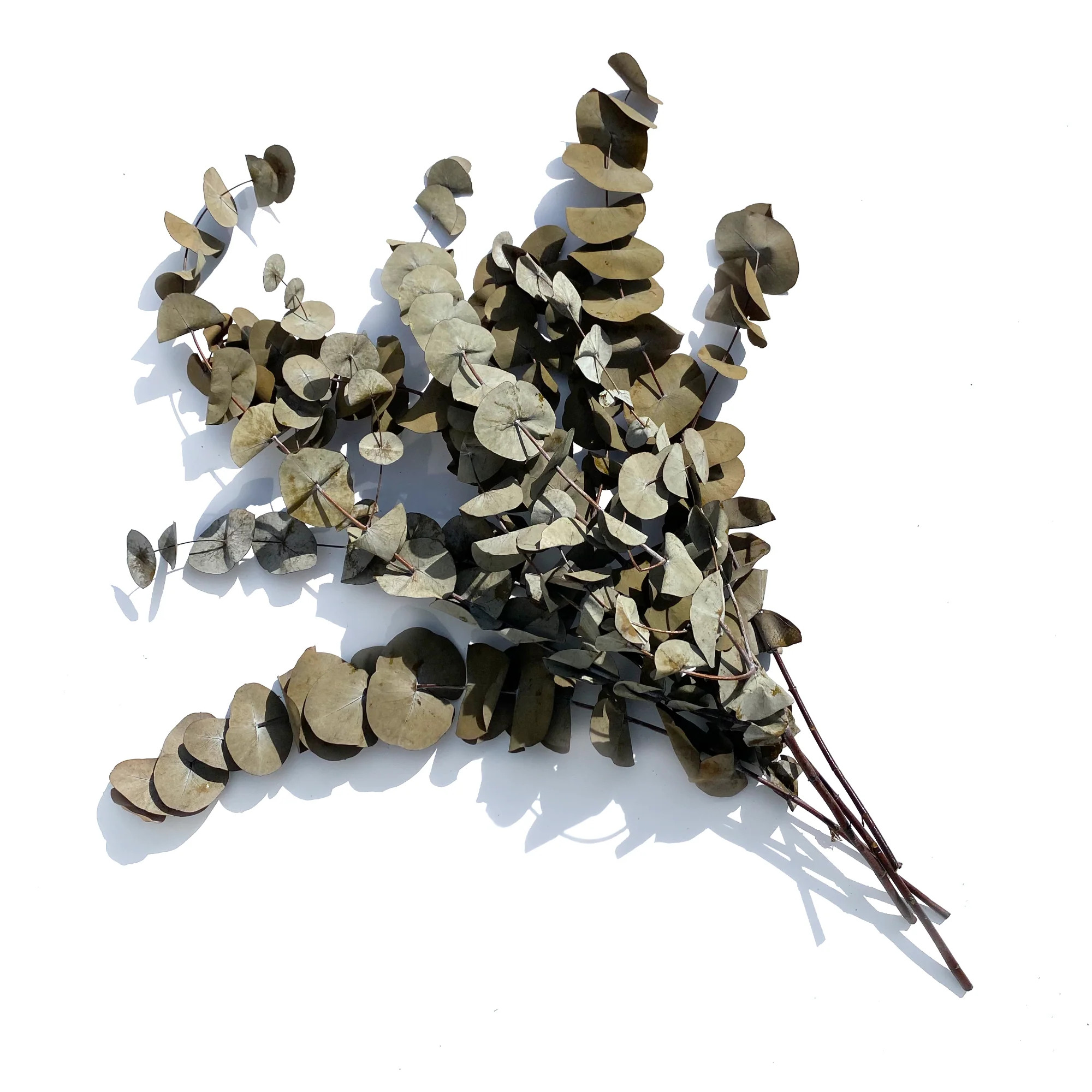 Eucalyptus Leaf | StyleMeGHD