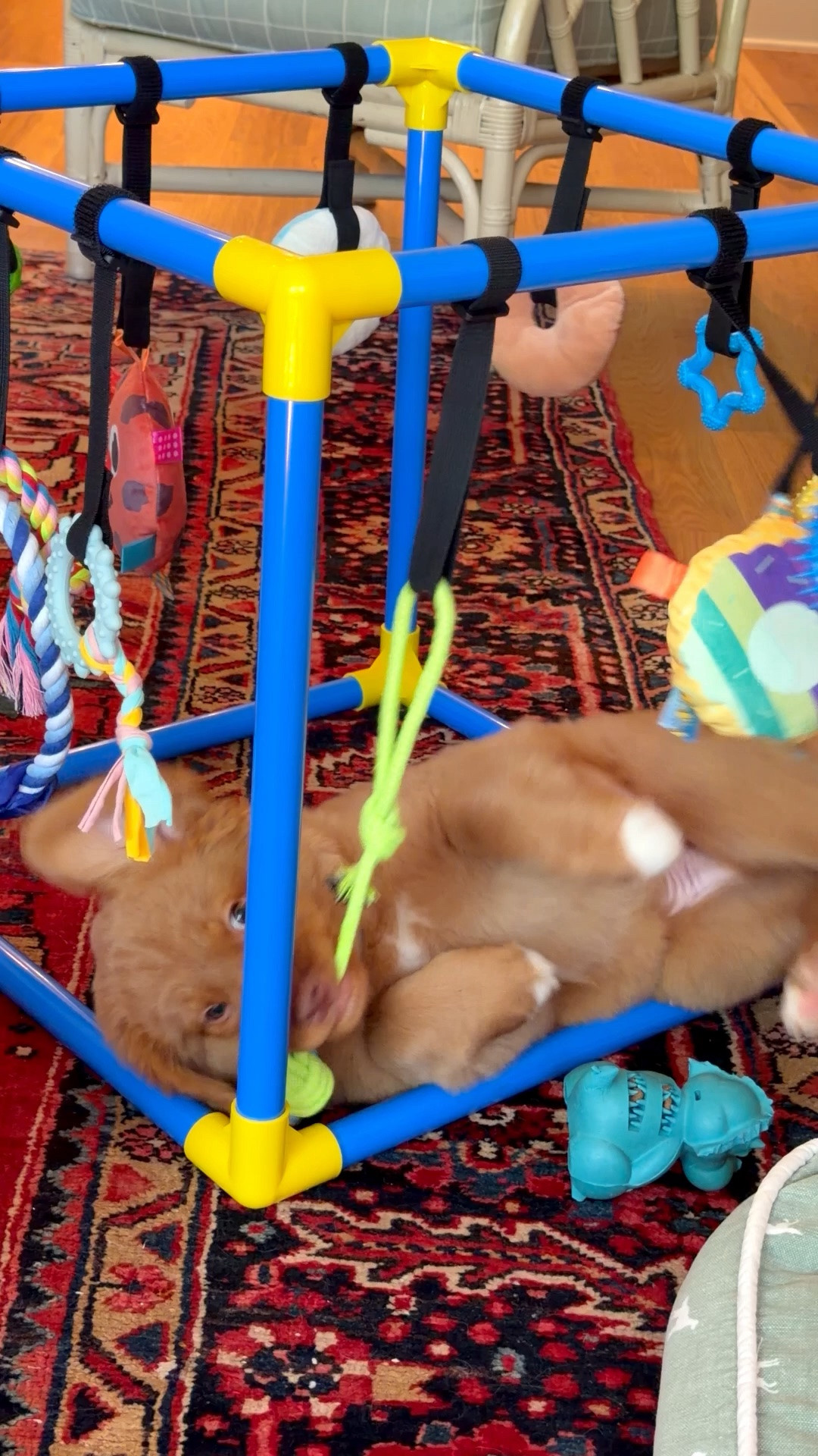 Puppy play station!!

#LTKvlog #LTKHome #LTKActive