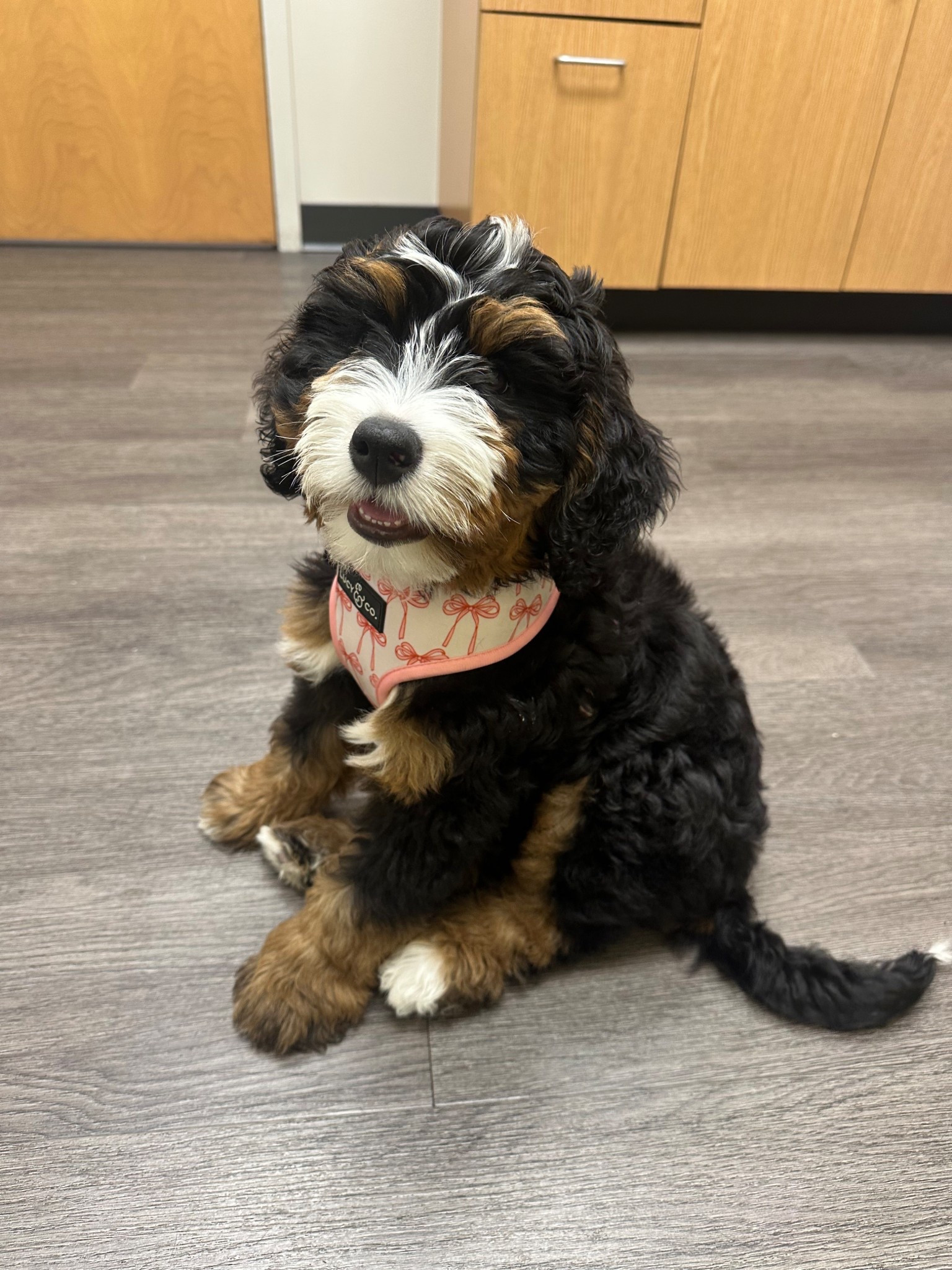 Lucy & Co. Cute Reversible Dog Harness Walking Halter - Best Designer Pet Harnesses for XS - XL Dogs - Padded Adjustable Vest for Easy Walking (Small, Ballet Bows - White & Pink Bows)

#LTKFindsUnder50 #LTKSaleAlert #LTKHome