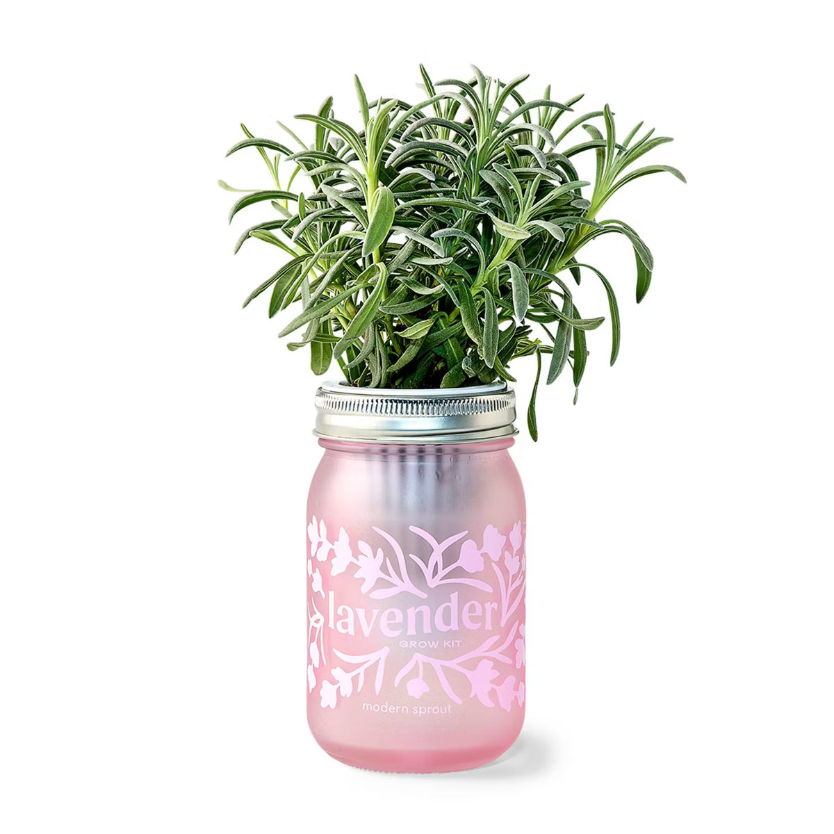 Modern Sprout Lavender Purple Pint Jar Grow Kit | Target