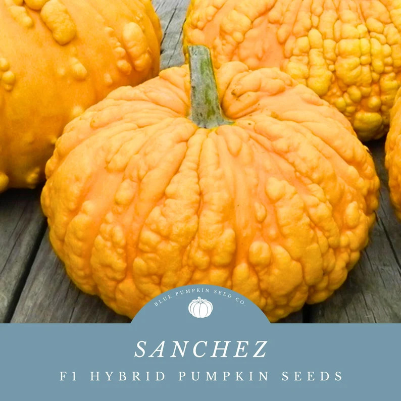 Sanchez F1 Pumpkin Seeds (treated) - Grow Quirky Squatty Warted Pumpkins - Great Fall Displays! -... | Etsy (US)
