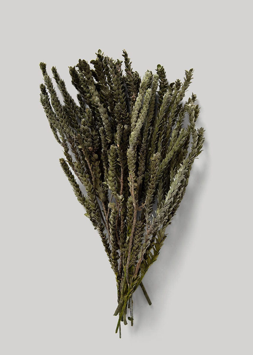 Preserved Green Buxifolia Foliage - 18 | Afloral