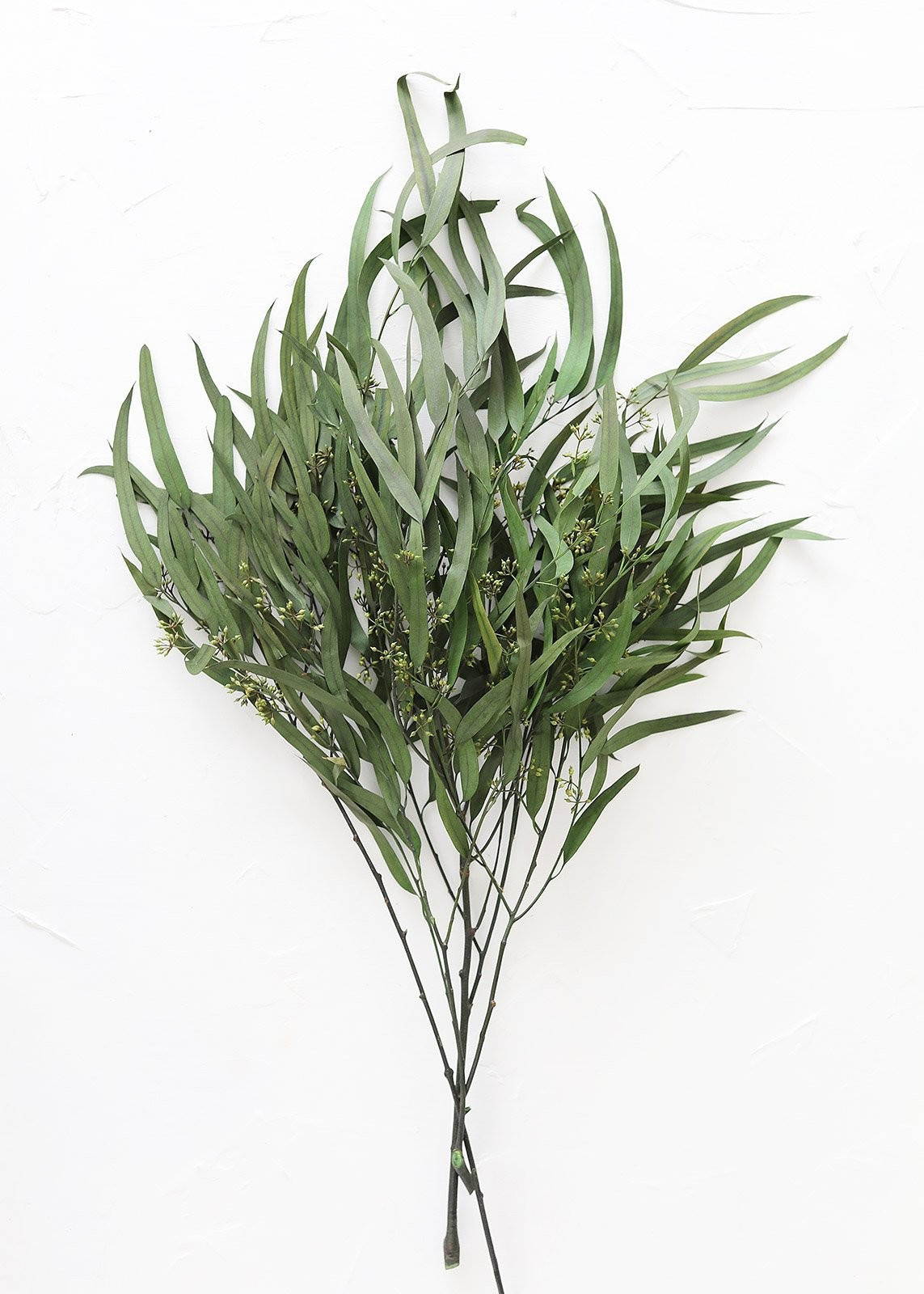 Preserved Weeping Willow Seeded Eucalyptus - 24-28" Tall | Afloral (US)