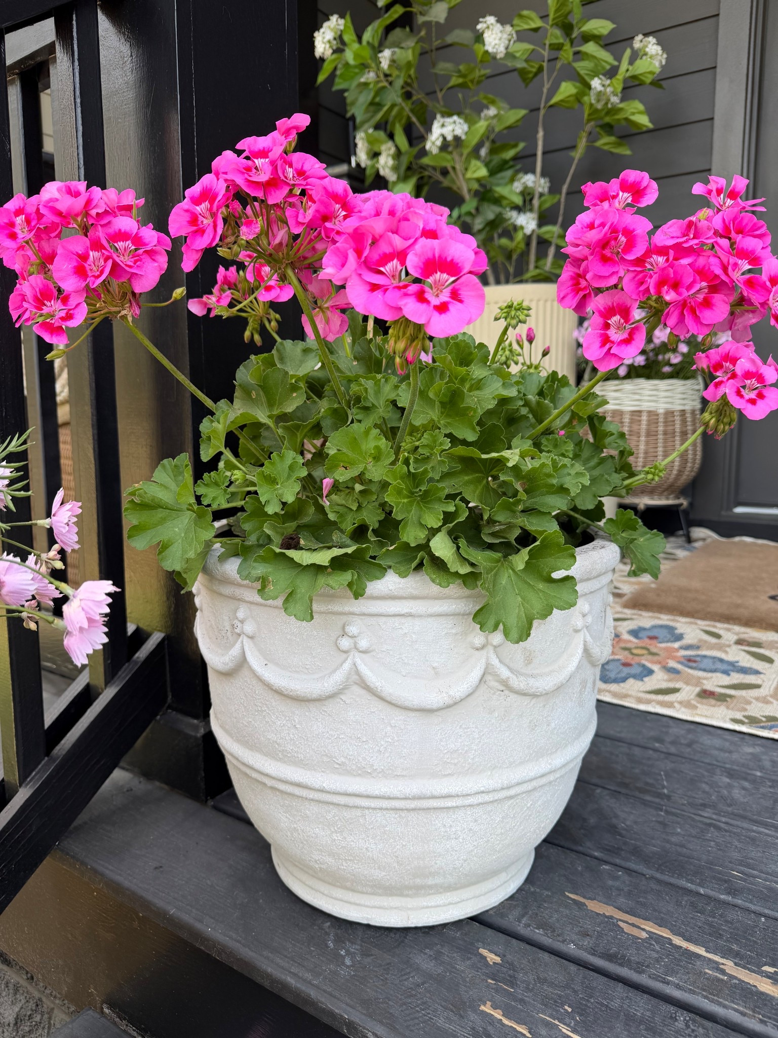 Probably my favorite planter I’ve owned in a long time — so good!!!! 🌷 these are geraniums 😍🌺

Walmart home / outdoor / spring / flower pot / my Texas house / Holley Gabrielle 

#LTKHome #LTKSeasonal