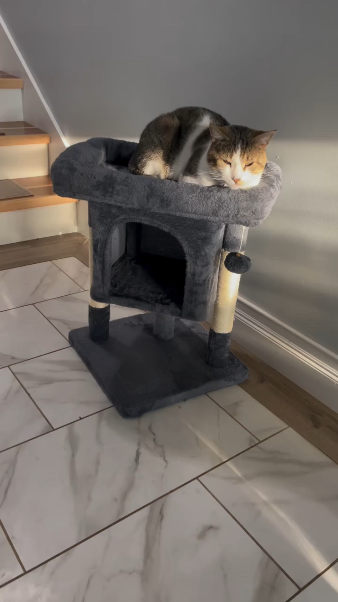 Smaller cat tree , so cozy 

#LTKPets #LTKHome #LTKFamily