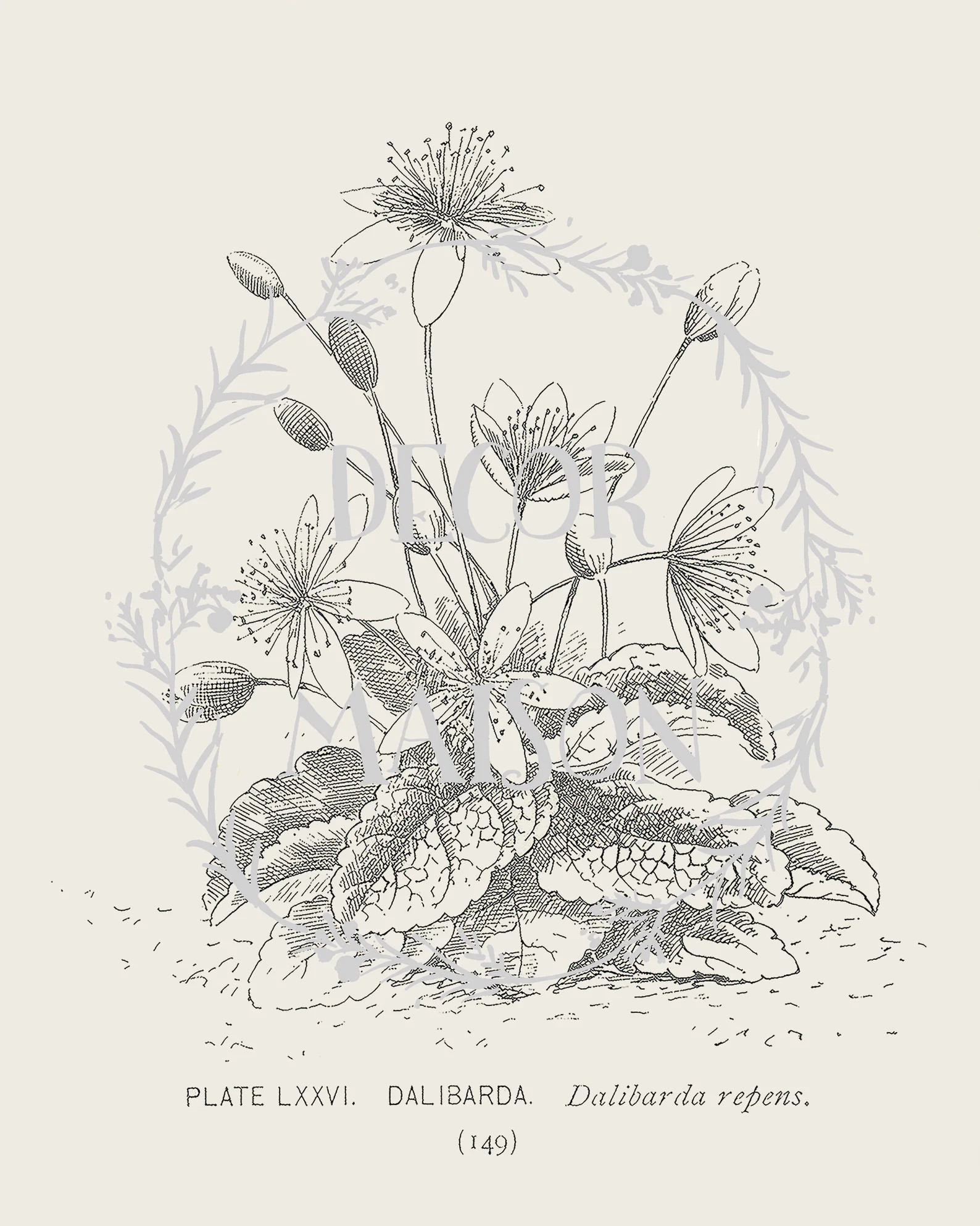 Botanical Print Set of 4  Botanical Vintage Prints Antique | Etsy | Etsy (US)