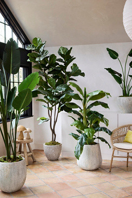 Faux Fiddle Leaf Fig, 7.5' | Anthropologie (US)