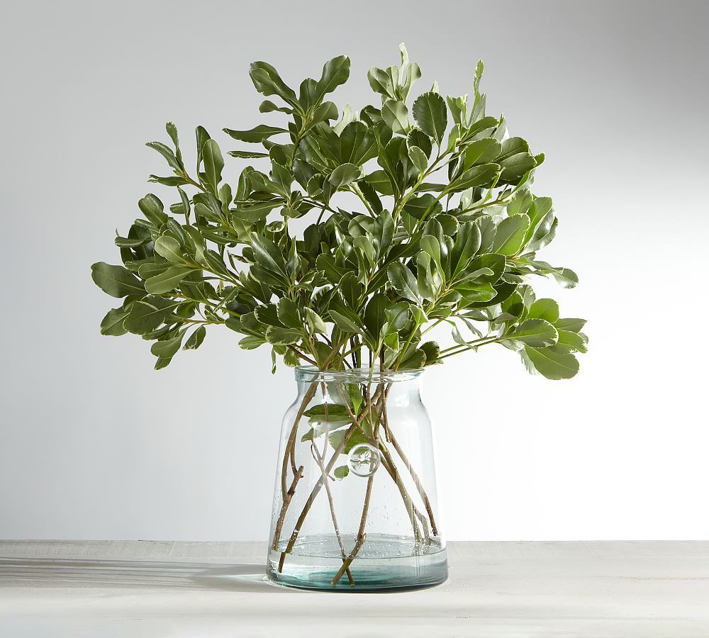 Live Variegated Pittosporum Bunches | Pottery Barn (US)
