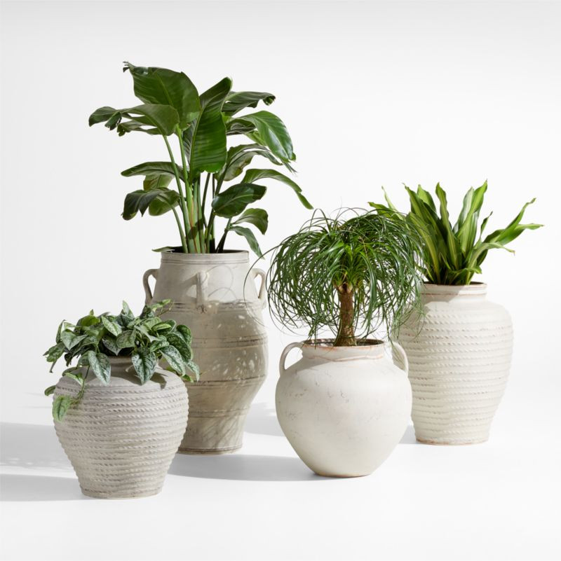 Cannes Earthenware Indoor/Outdoor Planters by Laura Kim | Crate & Barrel | Crate & Barrel
