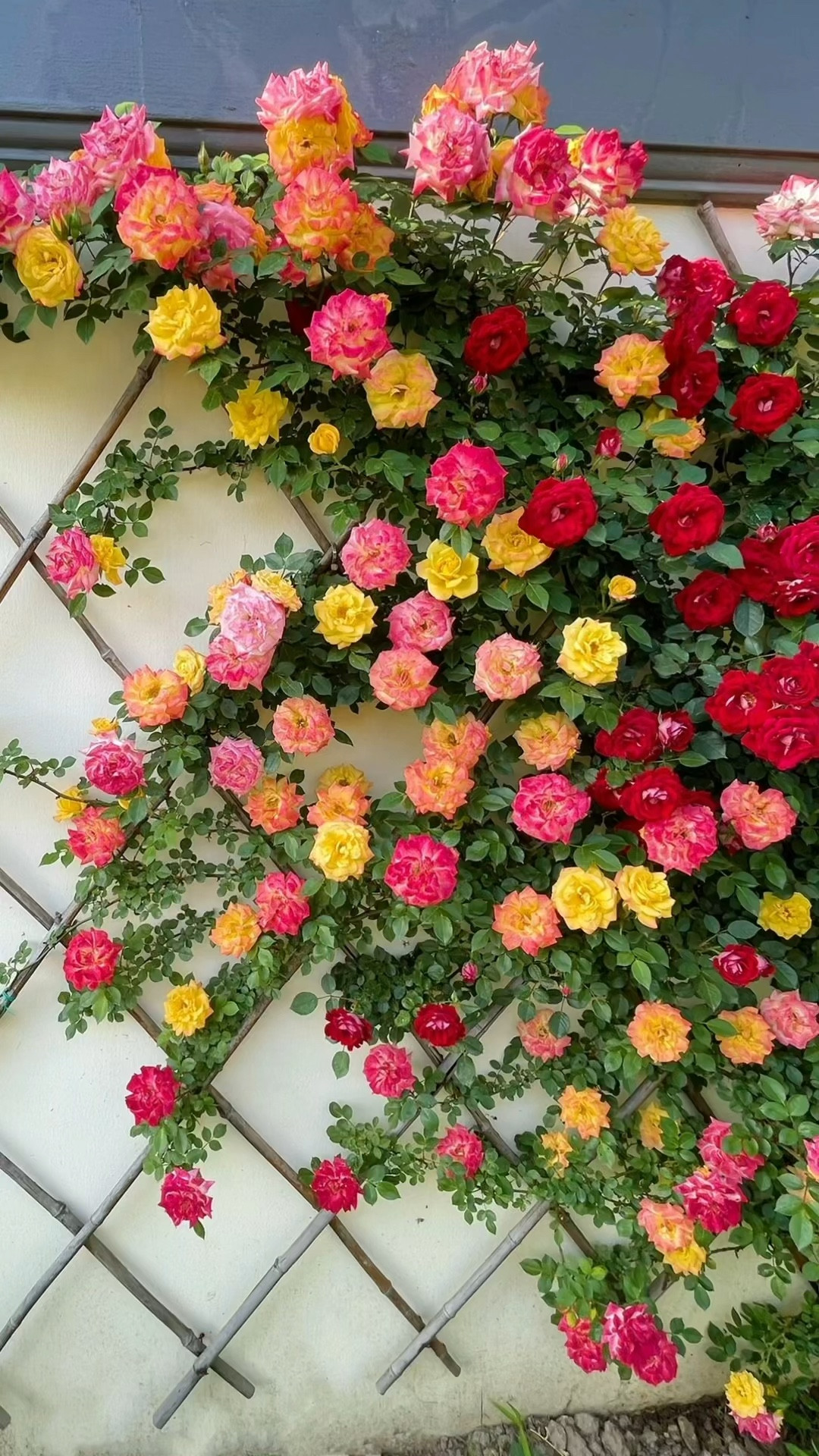 🌹✨ Embark on a whimsical gardening adventure with our Climbing Rose Vine Seeds! 🌱 Easy to plant, these seeds are your ticket to creating a blooming haven that captures the essence of an English Garden. 🏡💐
Grab Yours Here: https://amzn.to/3OlpZAO

With a touch of magic and a sprinkle of care, these seeds grow effortlessly in any environment. 🌍🌞 Whether your garden gets kissed by the sun or enjoys the cool breeze of shade, these vines thrive year-round, painting your surroundings with bursts of color. 🎨🌿

As the seasons dance, watch your Climbing Roses come to life, especially in the enchanting embrace of Spring and Fall. 🌸🍂 Their vibrant blossoms add a touch of elegance and charm, transforming your space into a floral wonderland. 🌺✨

Imagine sipping tea in your garden oasis, surrounded by the sweet fragrance of roses climbing effortlessly along fences and trellises. 🍵🌹 Embrace the simplicity of planting and the joy of nurturing these vines, as they reward you with the timeless allure of an English Garden. 🇬🇧🪴 Unlock the secret to a picturesque sanctuary with our Climbing Rose Vine Seeds – because every garden deserves a touch of romance and a dash of whimsy! 💖🌿 #founditonamazon #amazonfinds #Lemon8MadeMeBuyIt #lemon8home #lemon8box #GardenMagic #ClimbingRoses #englishgarden #dreamgarden

#LTKVideo #LTKhome #LTKMostLoved