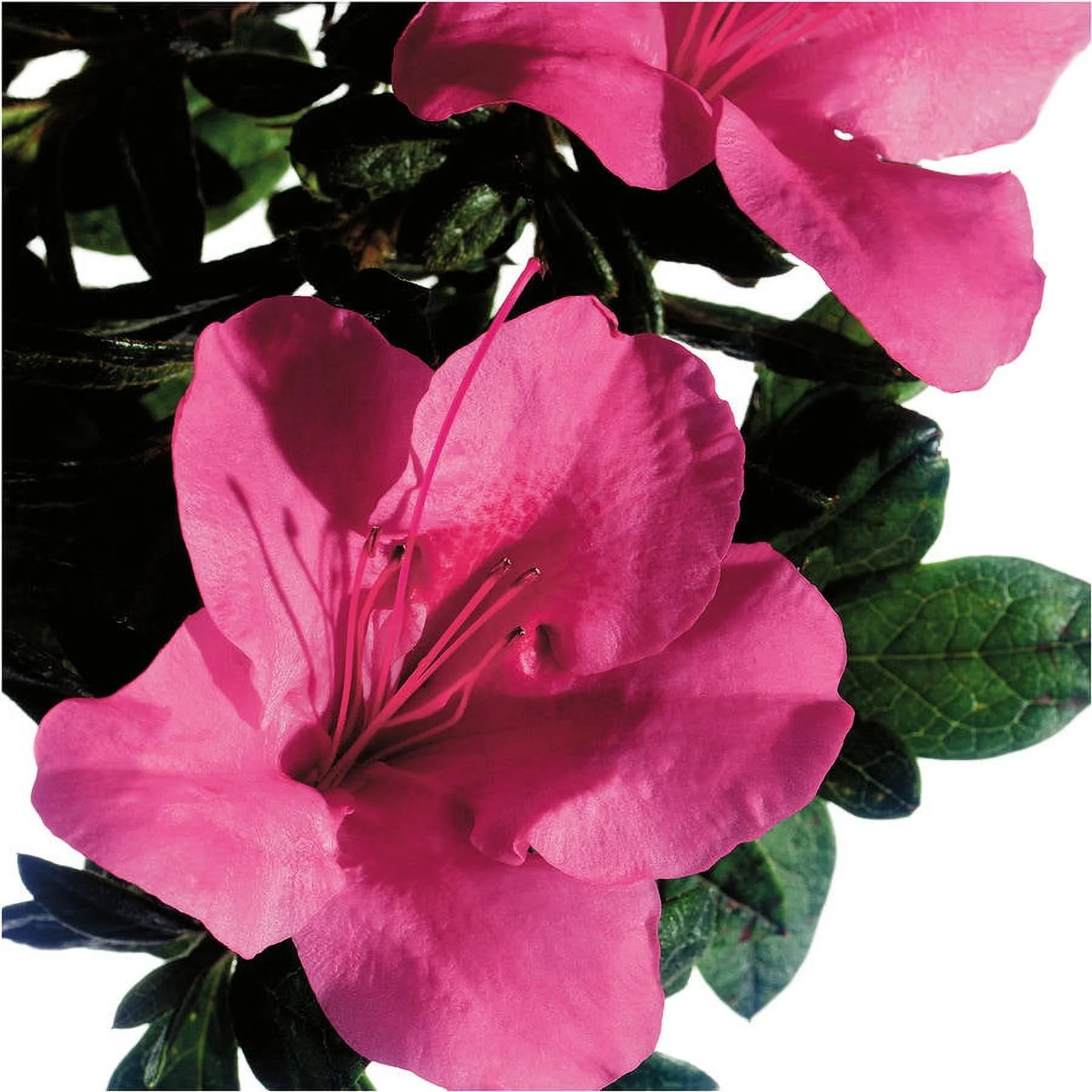 Encore Azalea Autumn Carnival (1 Gallon) Pink Flowering Shrub - Full Sun Live Outdoor Plant | Walmart (US)