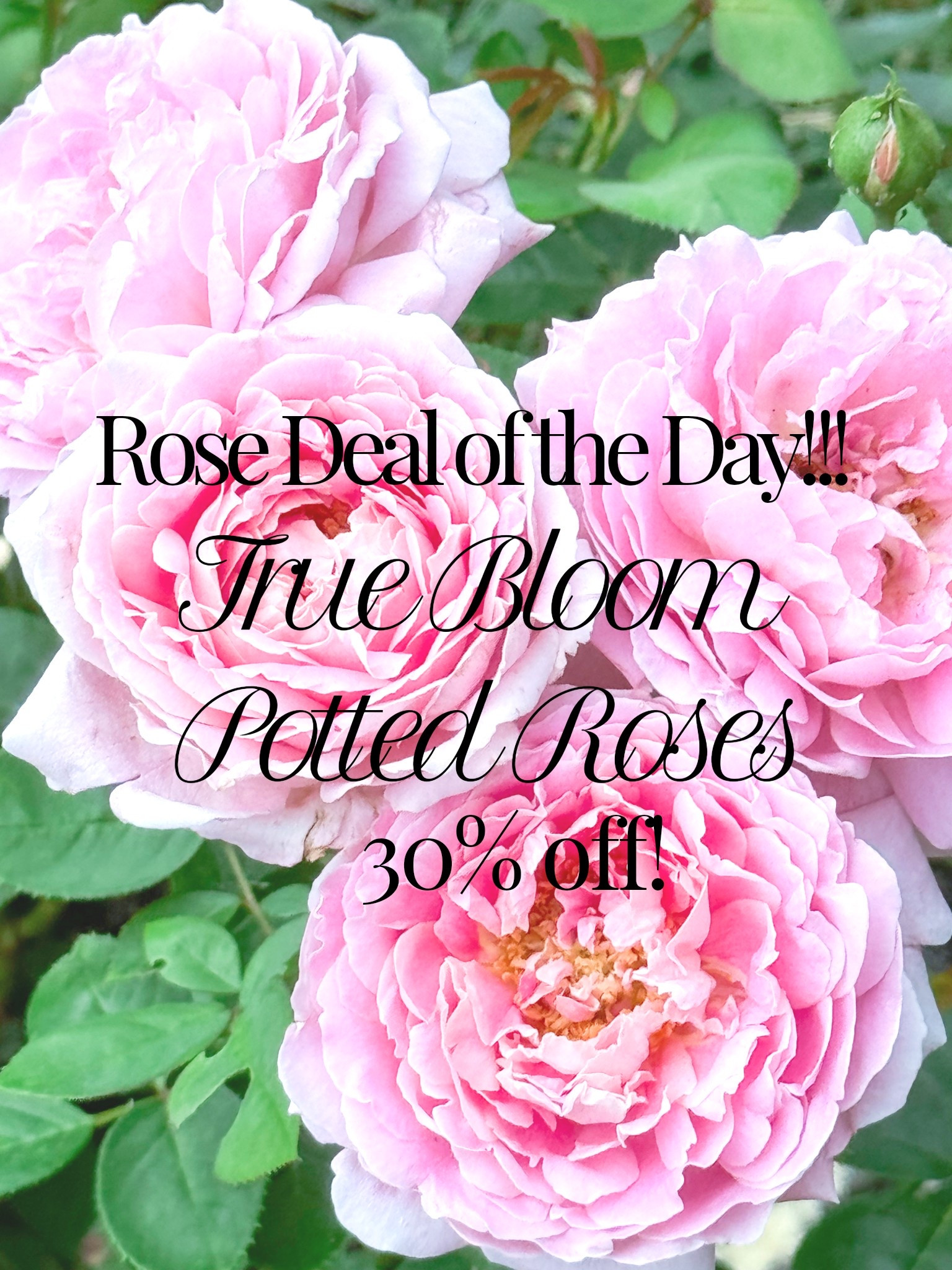 These are some of my favorite roses in the garden!!! Don’t miss out on this fantastic deal for potted plants!! 

#LTKspring #LTKHome #LTKSeasonal